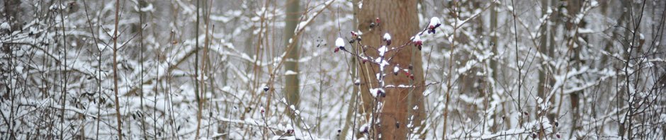 Friends of the Bedford Public Library